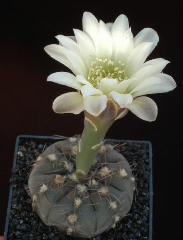 Gymnocalycium_taningaense